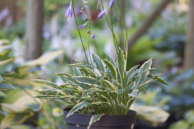 Hosta ‚Stiletto‘