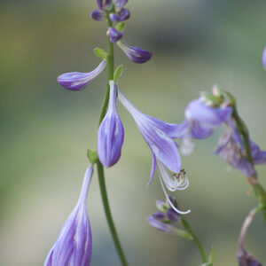 Hosta ‚Stiletto‘