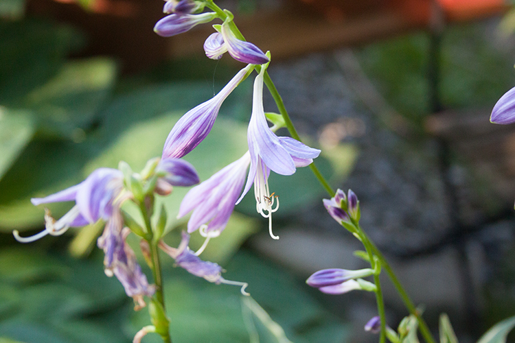 Hosta ‚Stiletto‘