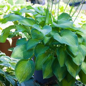 Hosta ‚Sweet Home Chicago‘