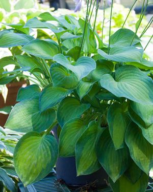Hosta ‚Sweet Home Chicago‘