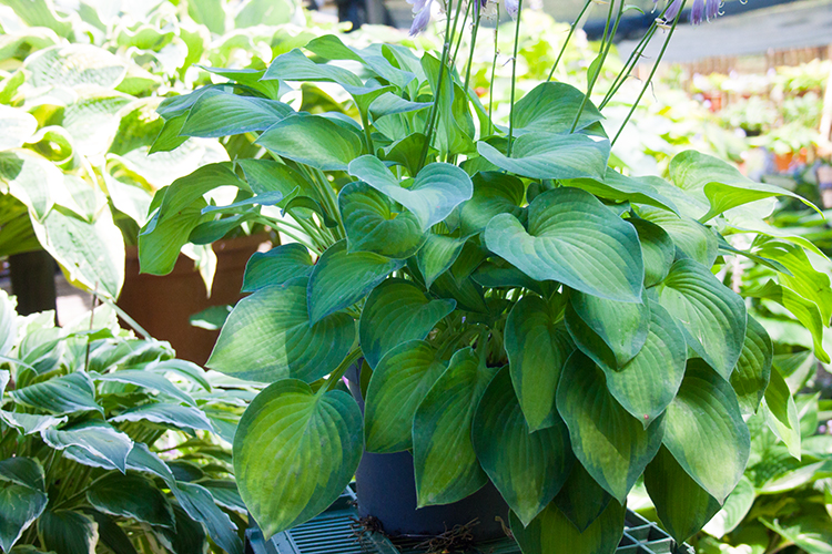 Hosta ‚Sweet Home Chicago‘
