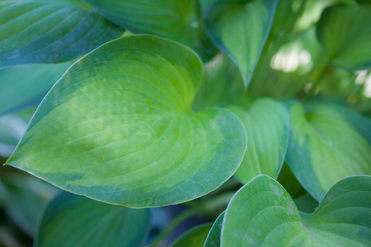 Hosta ‚Sweet Home Chicago‘