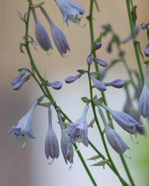 Hosta ‚Sweet Home Chicago‘