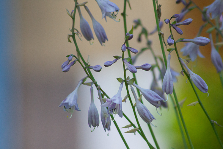 Hosta ‚Sweet Home Chicago‘