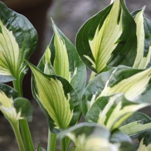 Hosta 'Whirlewind'