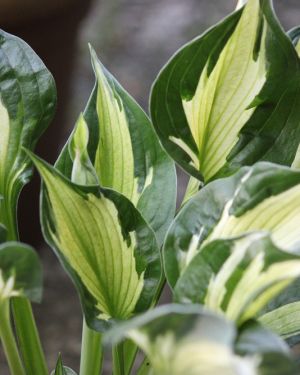 Hosta ‚Whirlewind‘