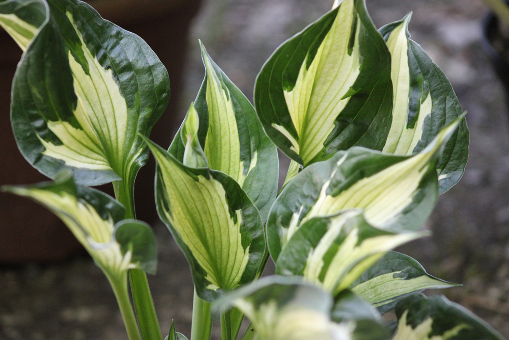 Hosta ‚Whirlewind‘