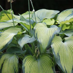 Hosta 'Beckoning'