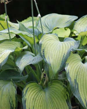 Hosta ‚Beckoning‘