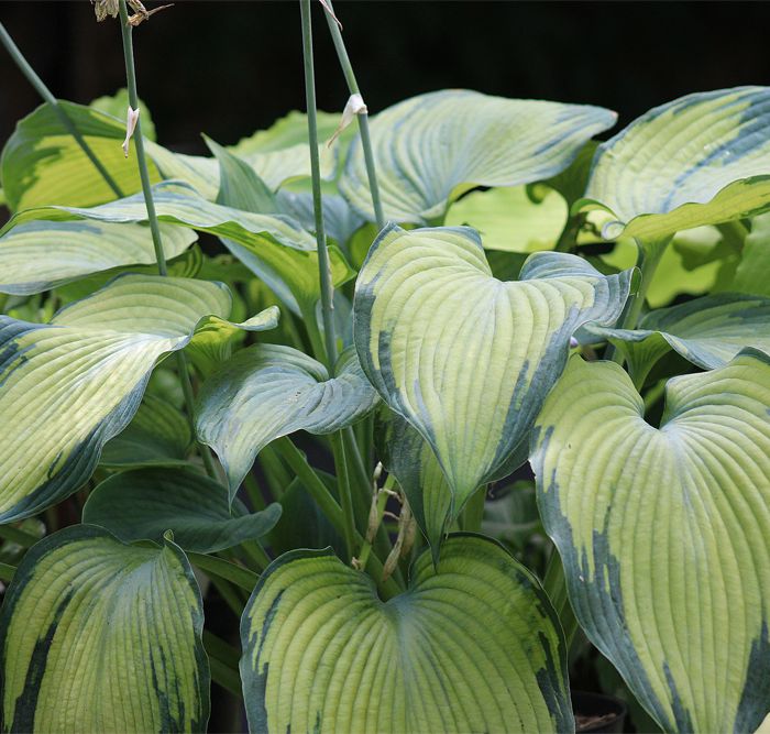 Hosta ‚Beckoning‘