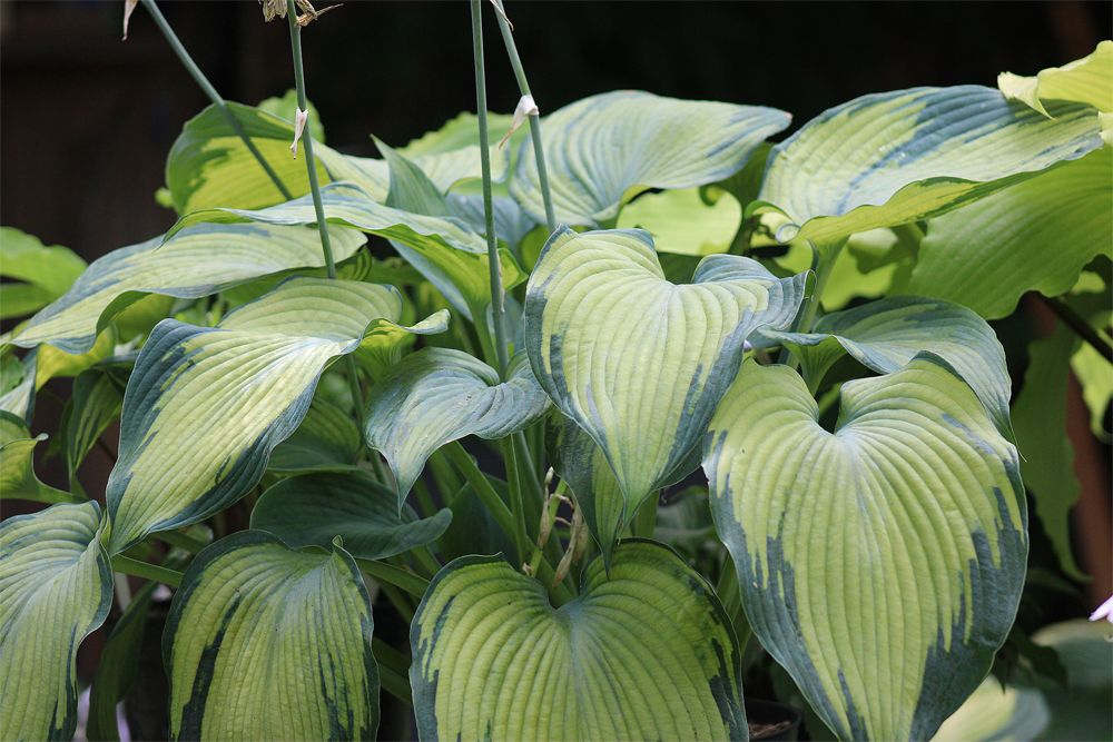 Hosta ‚Beckoning‘