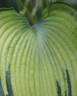 Hosta ‚Beckoning‘