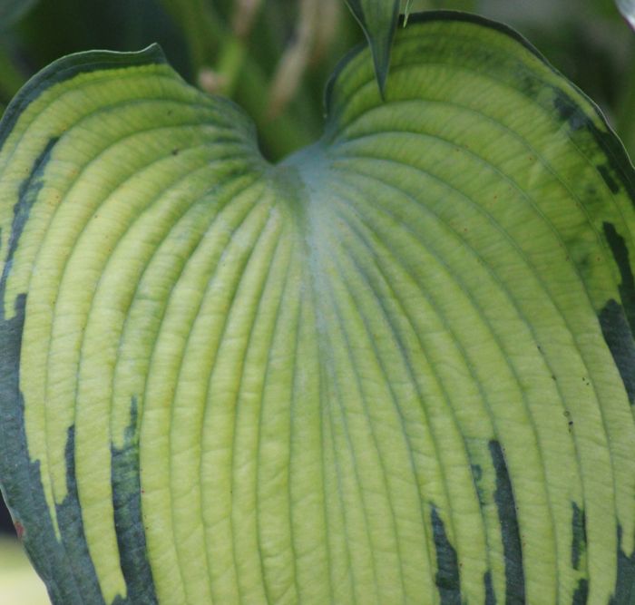 Hosta ‚Beckoning‘