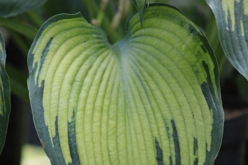 Hosta ‚Beckoning‘