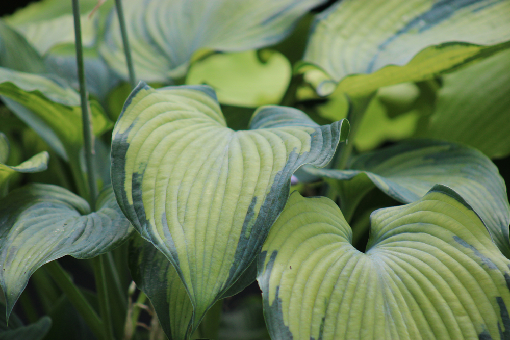 Hosta ‚Beckoning‘