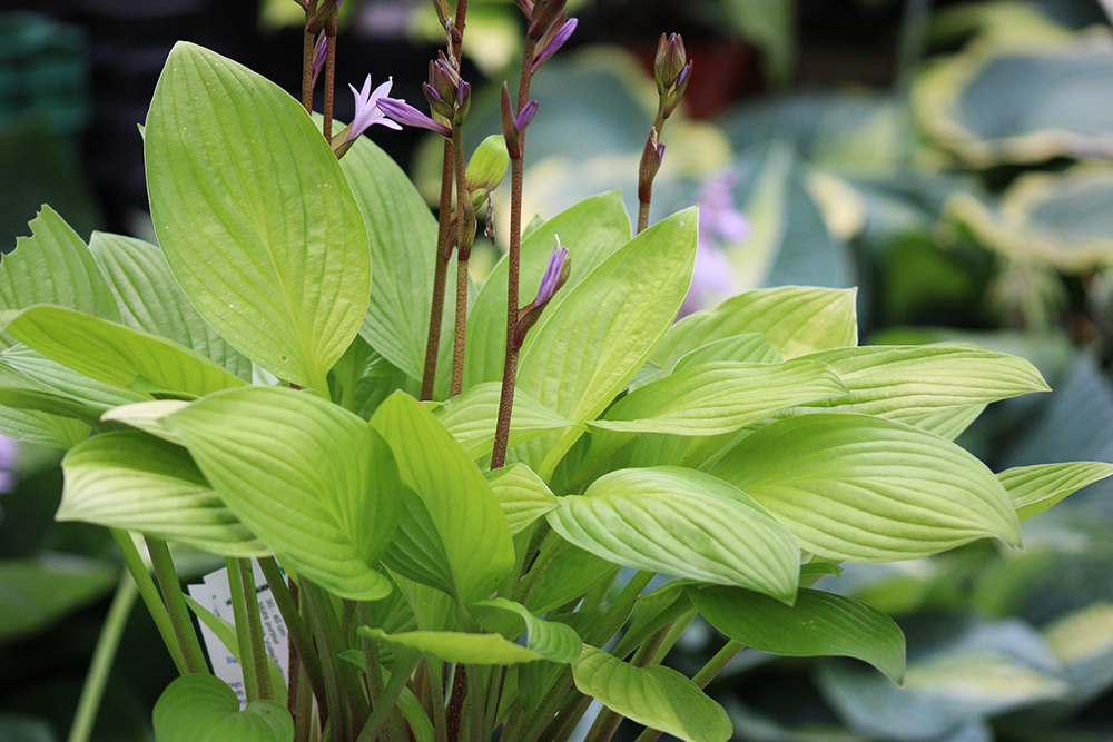 Hosta ‚Blackfoot‘