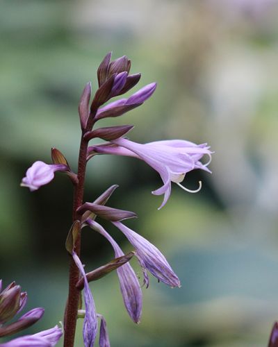 Hosta ‚Blackfoot‘