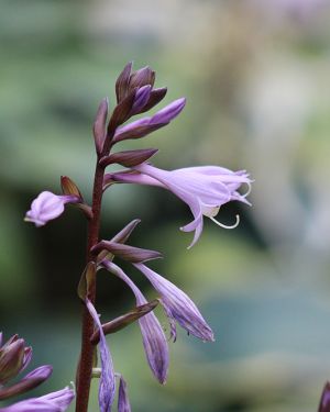 Hosta ‚Blackfoot‘