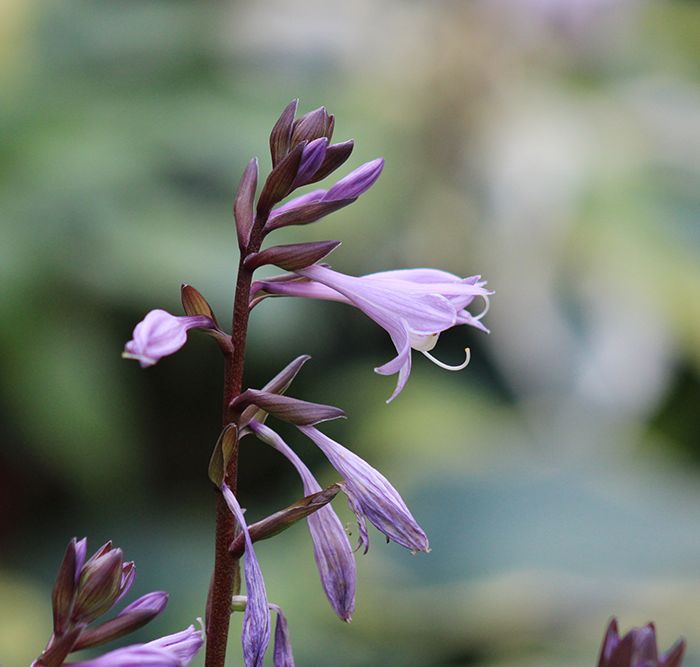Hosta ‚Blackfoot‘