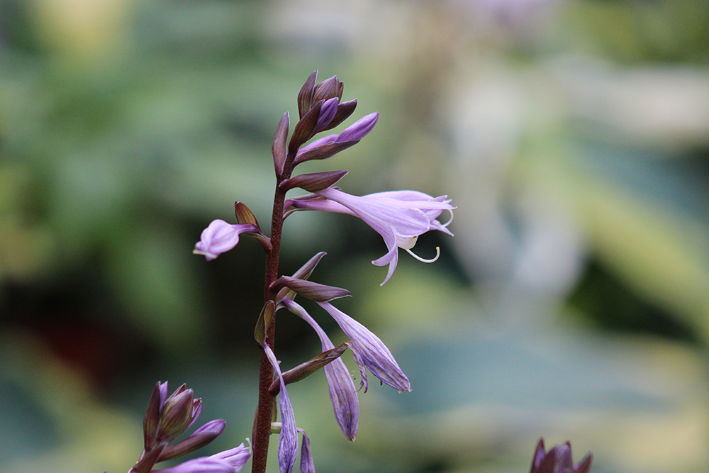 Hosta ‚Blackfoot‘