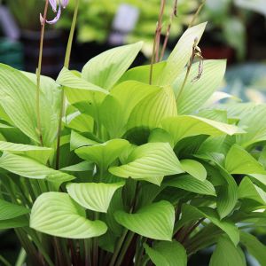 Hosta 'Blackfoot'