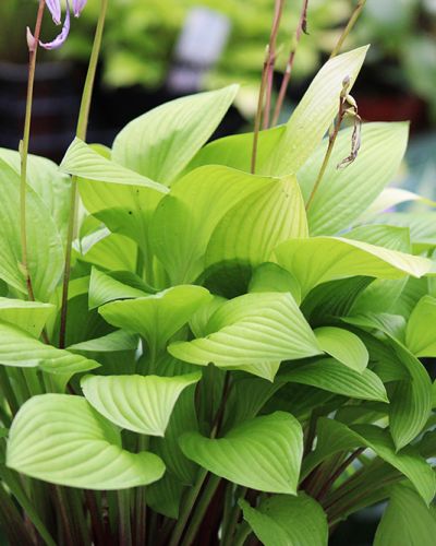 Hosta ‚Blackfoot‘