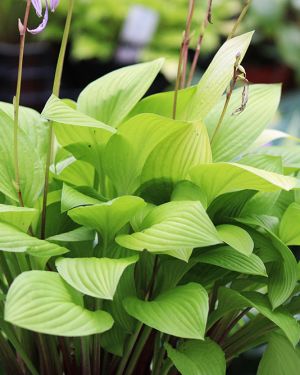 Hosta ‚Blackfoot‘