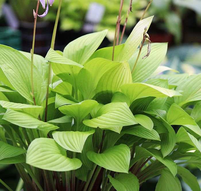 Hosta ‚Blackfoot‘
