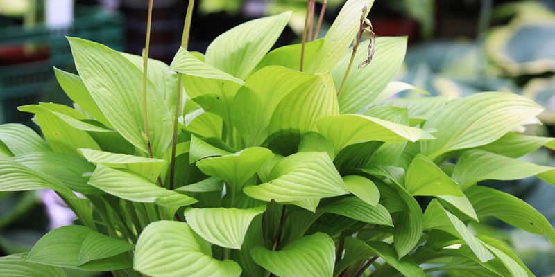 Hosta ‚Blackfoot‘