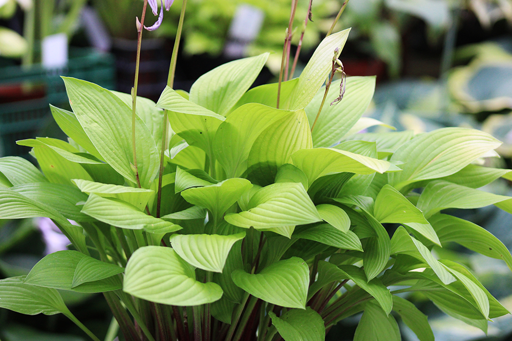 Hosta ‚Blackfoot‘