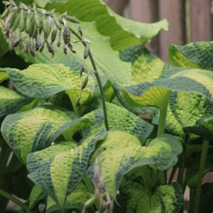 Hosta 'Brother Stefan'
