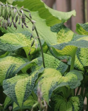 Hosta ‚Brother Stefan‘