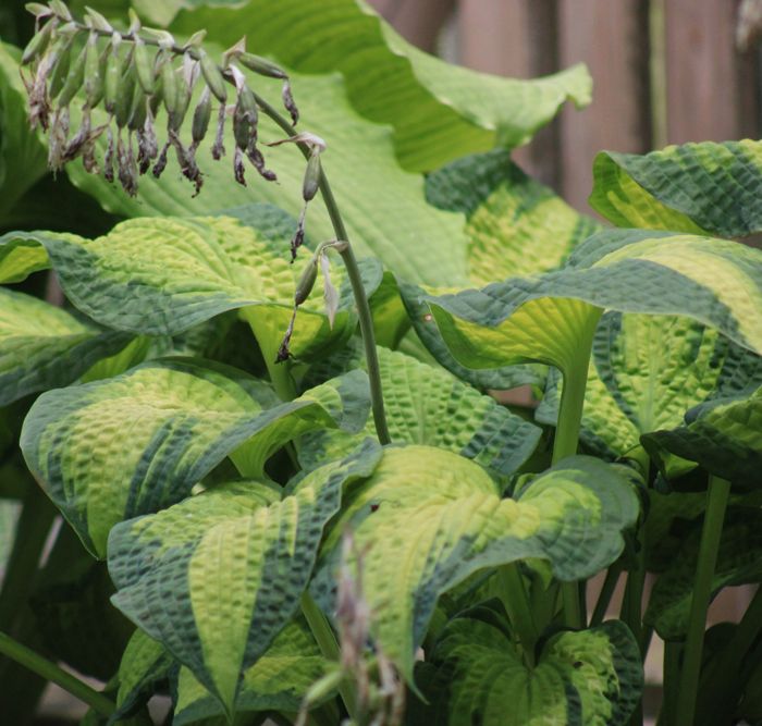 Hosta ‚Brother Stefan‘