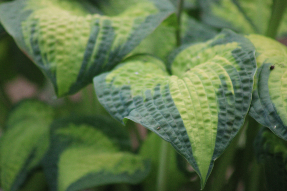 Hosta ‚Brother Stefan‘