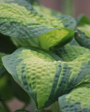 Hosta ‚Brother Stefan‘