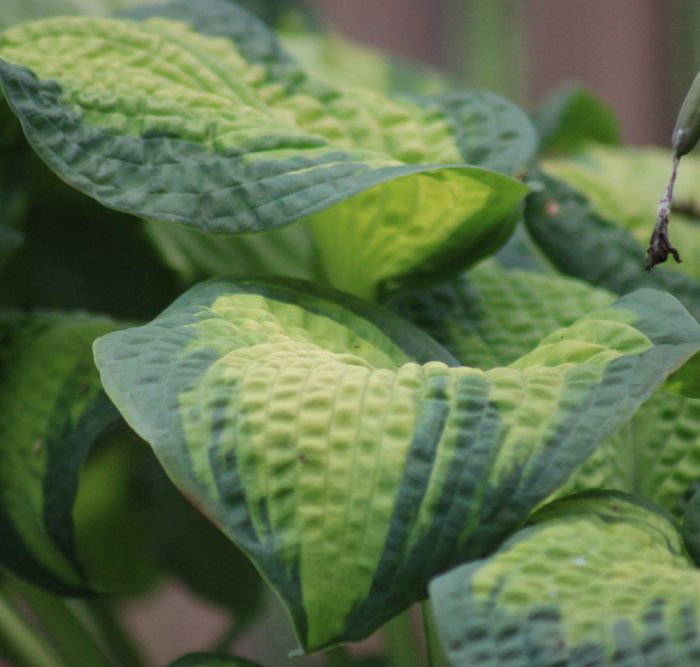Hosta ‚Brother Stefan‘