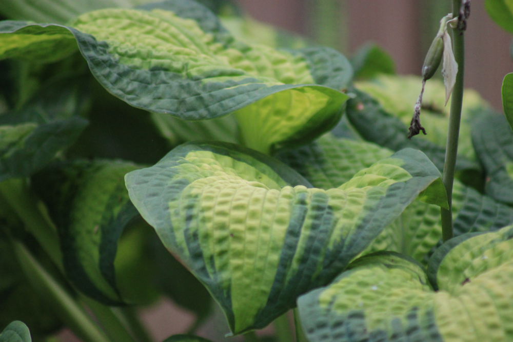 Hosta ‚Brother Stefan‘