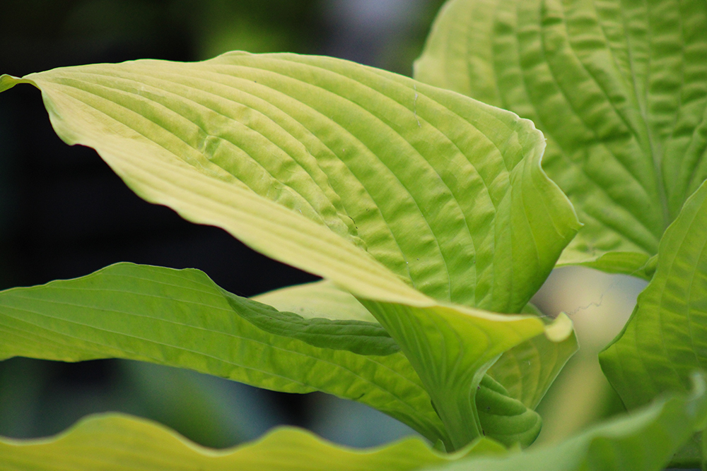 Hosta ‚Coast to Coast‘