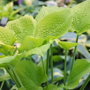 Hosta 'Coast to Coast'