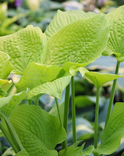 Hosta ‚Coast to Coast‘