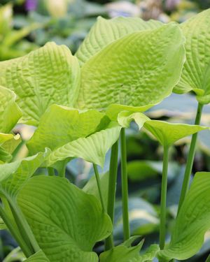 Hosta ‚Coast to Coast‘