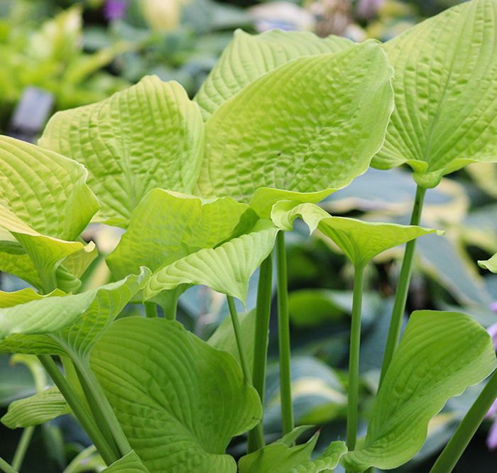 Hosta ‚Coast to Coast‘
