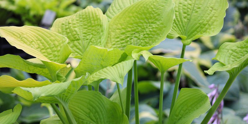 Hosta ‚Coast to Coast‘