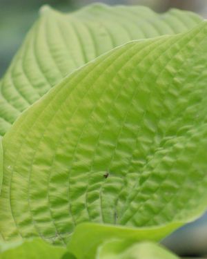 Hosta ‚Coast to Coast‘