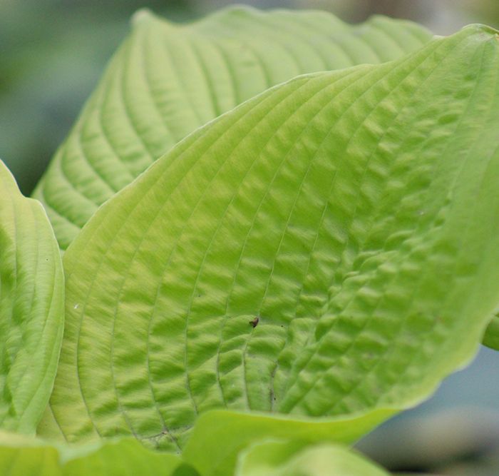 Hosta ‚Coast to Coast‘