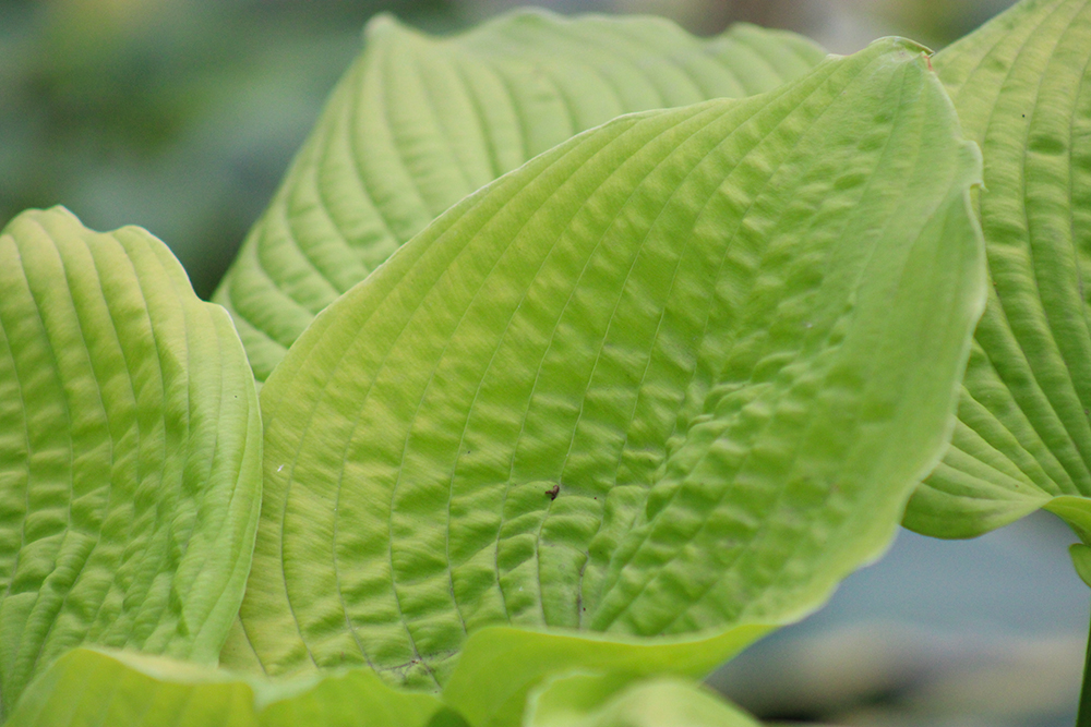 Hosta ‚Coast to Coast‘
