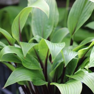 Hosta 'Considering Concordville'