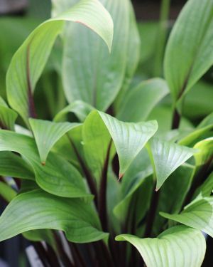 Hosta ‚Considering Concordville‘