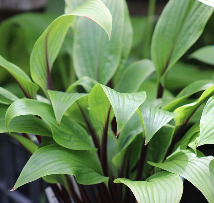 Hosta ‚Considering Concordville‘